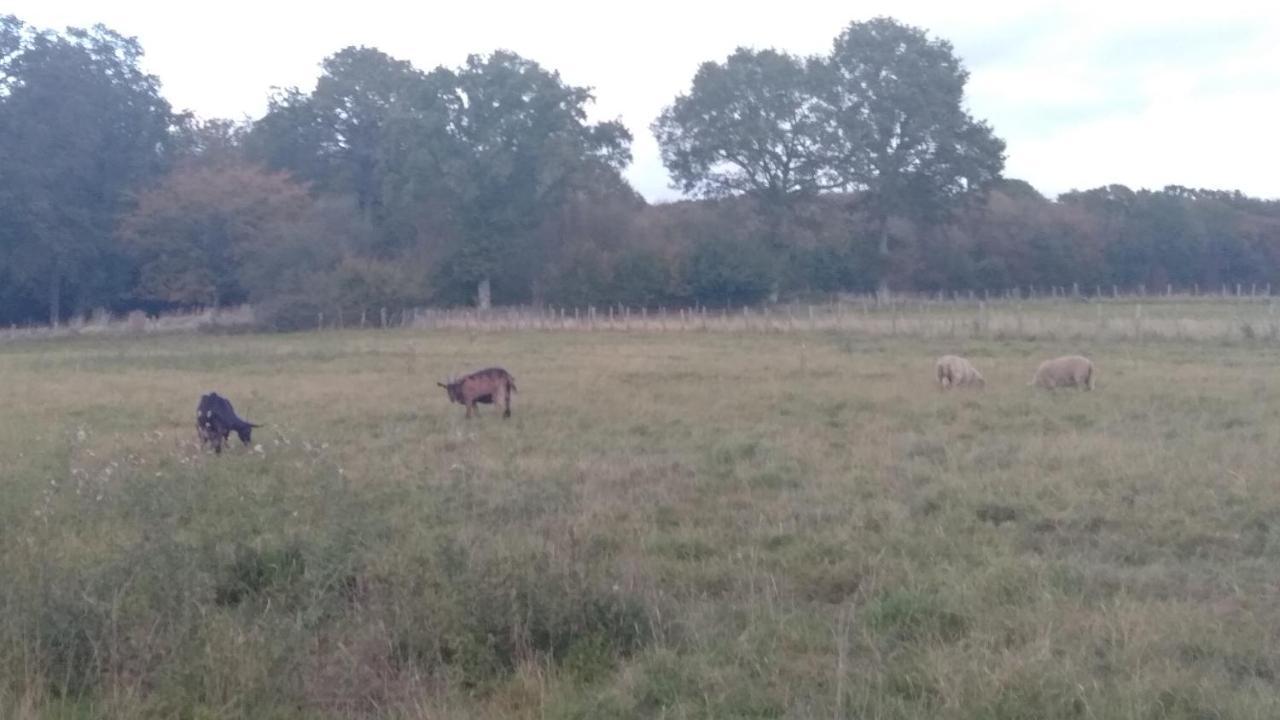 Grande Maison De Plain Pied Avec Jardin Arbore. Champignelles Eksteriør billede